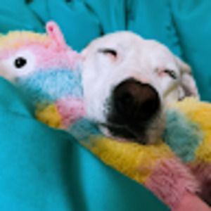 Meet your Posher, Lg’s world